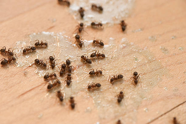 Best Flea Control Services  in Biggs, CA